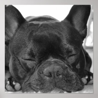 Bulldog Print Poster