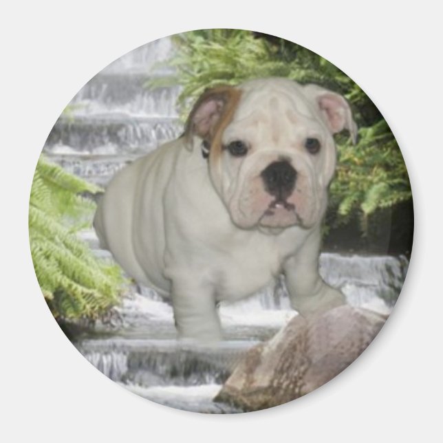 Bulldog Puppy Magnet (Vorne)