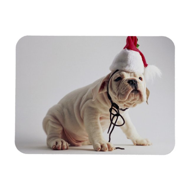Bulldog Puppy Wear Weihnachtsmannmütze Magnet (Horizontal)