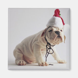 Bulldog Puppy Wear Weihnachtsmannmütze Magnet