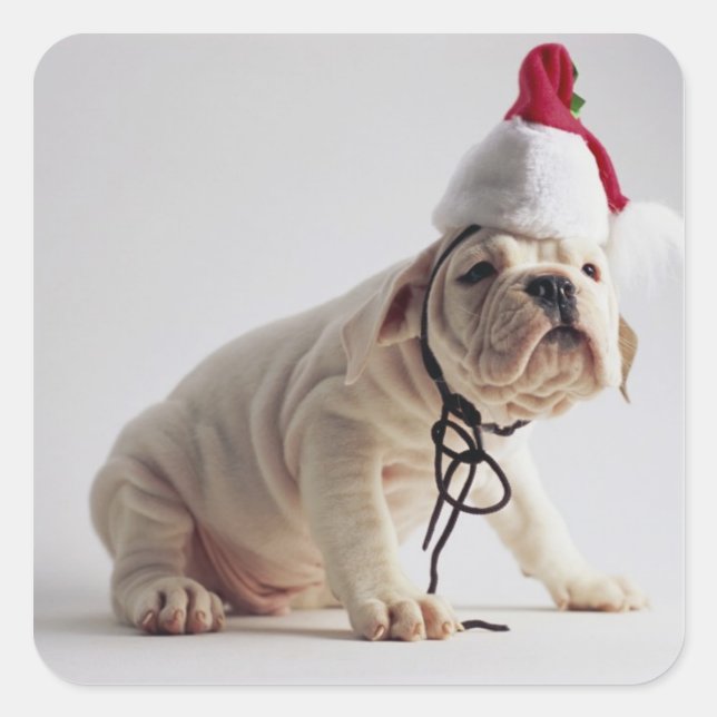 Bulldog Puppy Wear Weihnachtsmannmütze Quadratischer Aufkleber (Vorderseite)