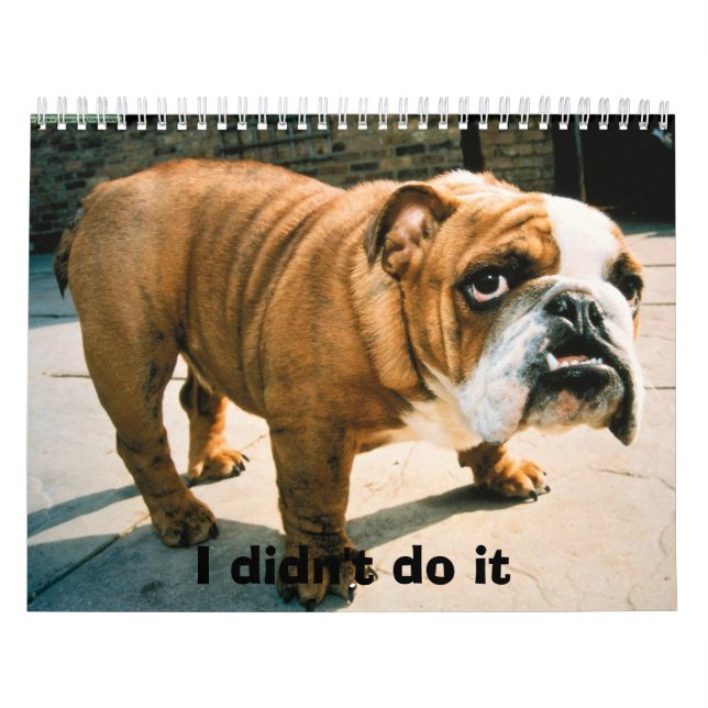 BullDog Pups Kalender (Titelbild)