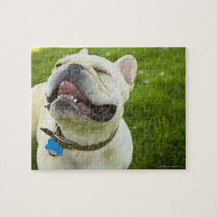 Bulldog Puzzle
