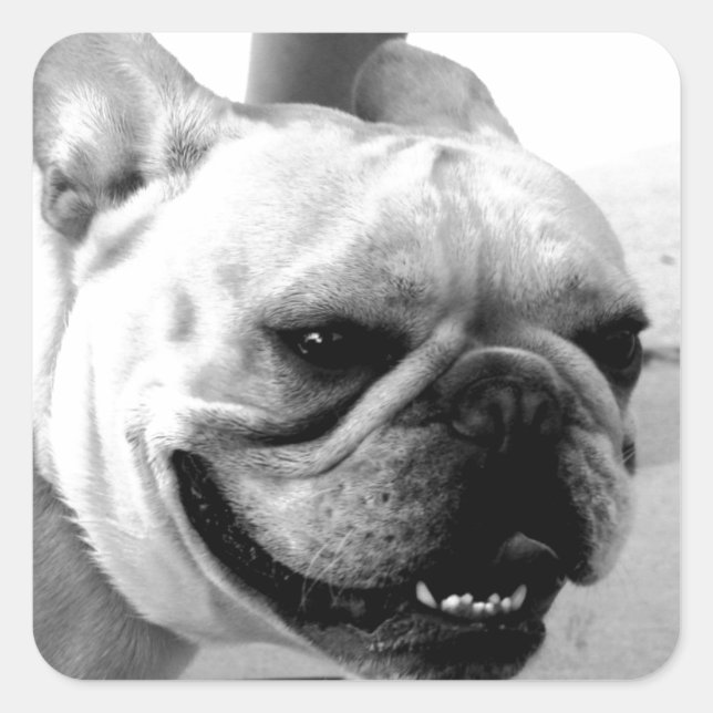 Bulldog Quadratischer Aufkleber (Vorderseite)
