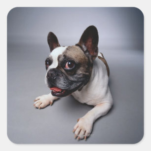Bulldog Quadratischer Aufkleber