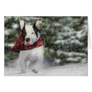 Bulldog Rescue Pup Dashing durch den Schnee