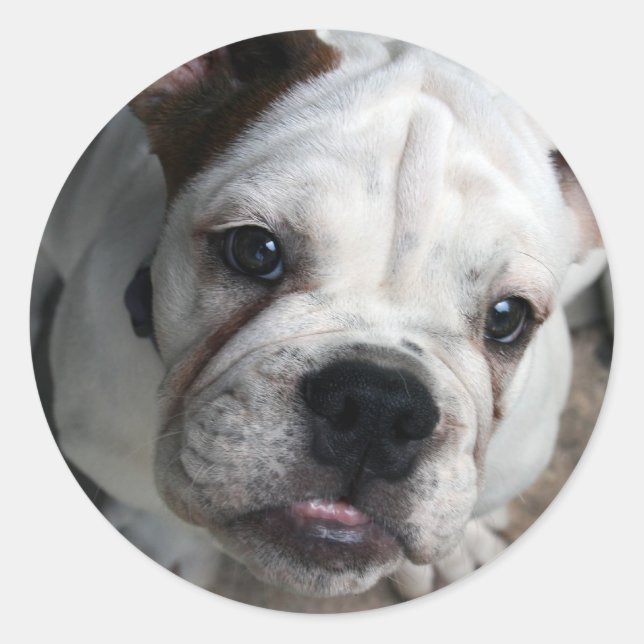 Bulldog-Sticker Runder Aufkleber (Vorderseite)