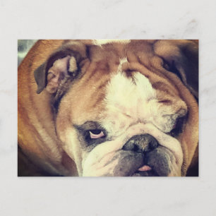 Bulldog Stink Auge Postkarte