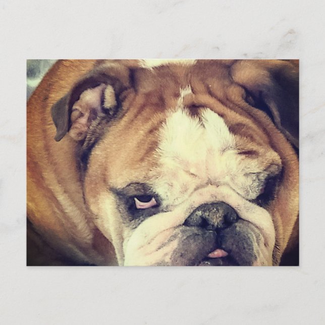 Bulldog Stink Auge Postkarte (Vorderseite)