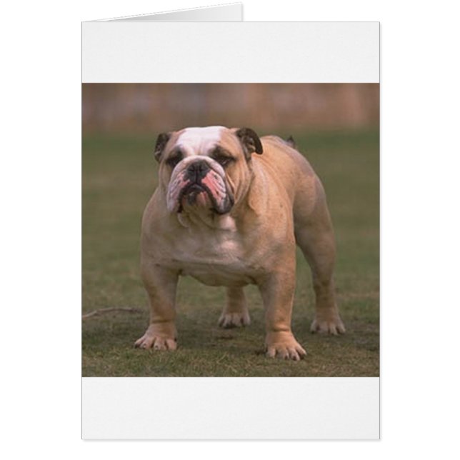 Bulldog voll 2.png (Vorne)
