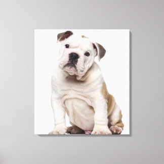Bulldog Welpe (2 Monate alt) Leinwanddruck
