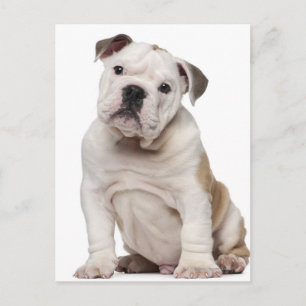 Bulldog Welpe (2 Monate alt) Postkarte