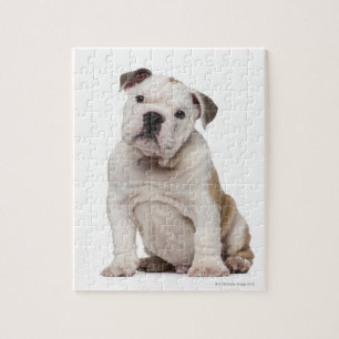 Bulldog Welpe (2 Monate alt) Puzzle