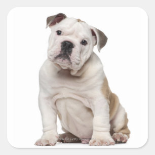 Bulldog Welpe (2 Monate alt) Quadratischer Aufkleber