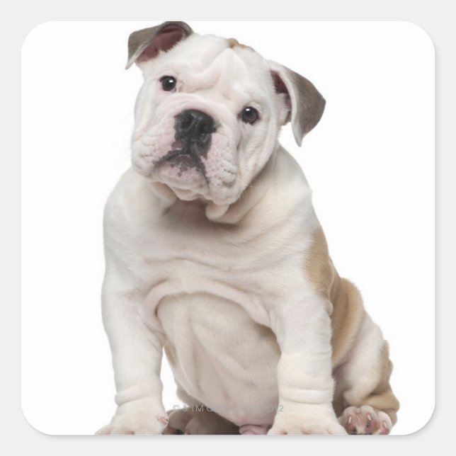 Bulldog Welpe (2 Monate alt) Quadratischer Aufkleber (Vorderseite)