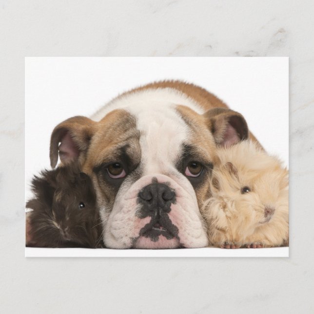 Bulldog Welpe (4 Monate alt) und zwei Guine Postkarte (Vorderseite)