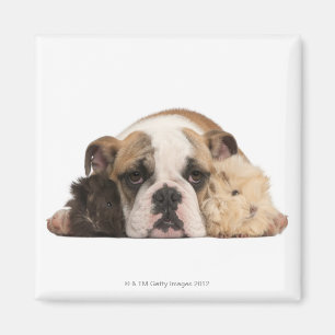 Bulldog Welpe (4 Monate alt) und zwei Magnet