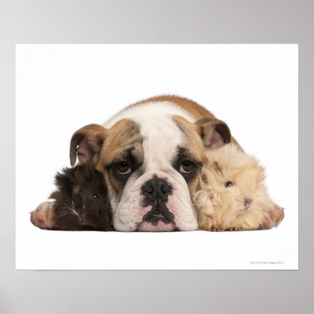 Bulldog Welpe (4 Monate alt) und zwei Poster (Vorne)