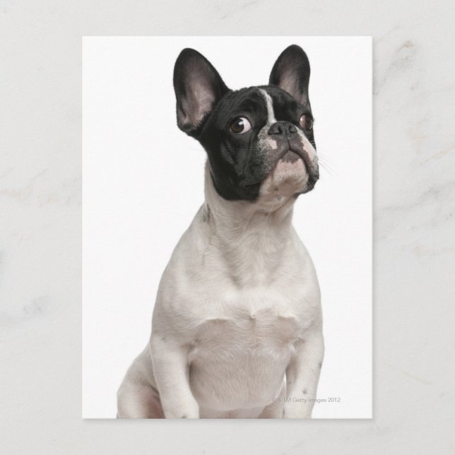 Bulldog Welpe (5 Monate alt) Postkarte (Vorderseite)
