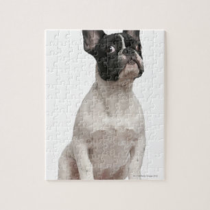 Bulldog Welpe (5 Monate alt) Puzzle
