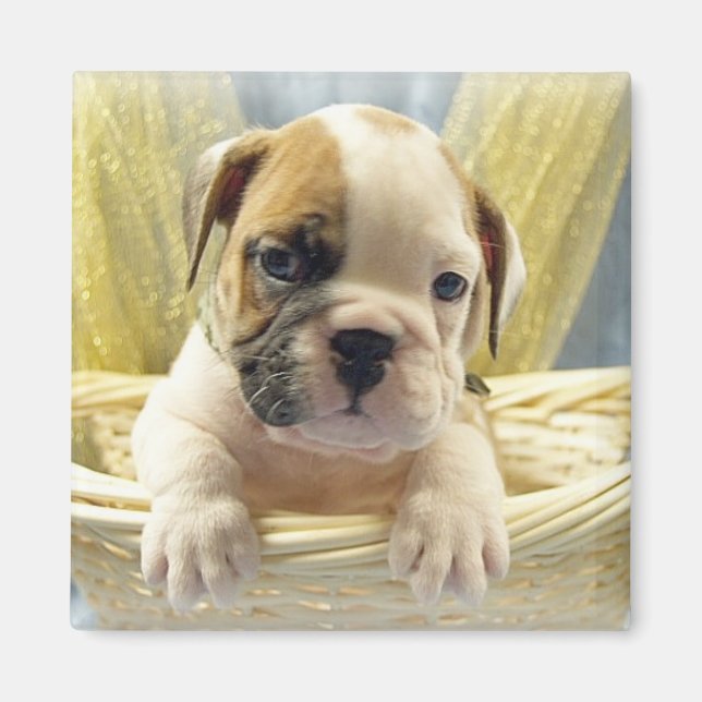 Bulldog Welpe in Basket Magnet (Vorne)
