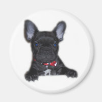Bulldog Welpe