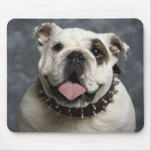 Bulldog-Welpe mit Stachelhalsband-Mauspad Mousepad