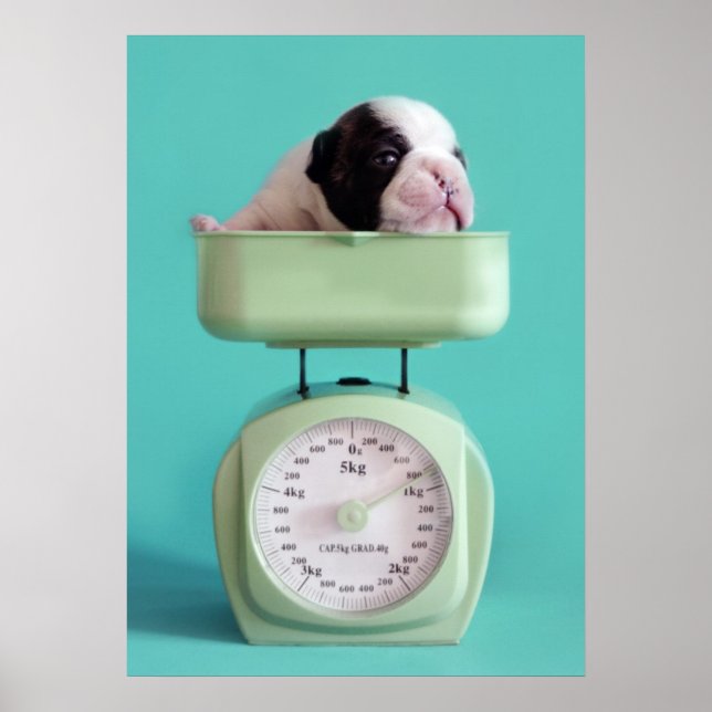 Bulldog Welpe Poster (Vorne)