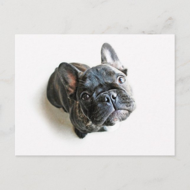 Bulldog Welpe Postkarte (Vorderseite)