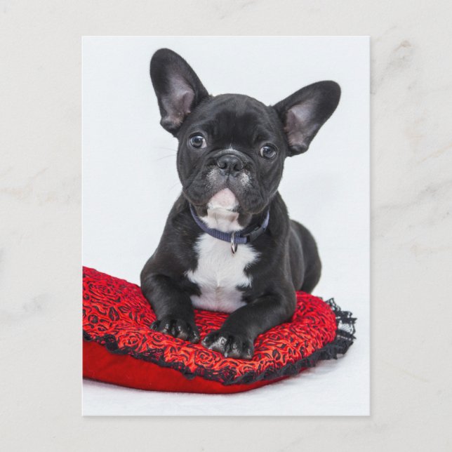 Bulldog-Welpe Postkarte (Vorderseite)