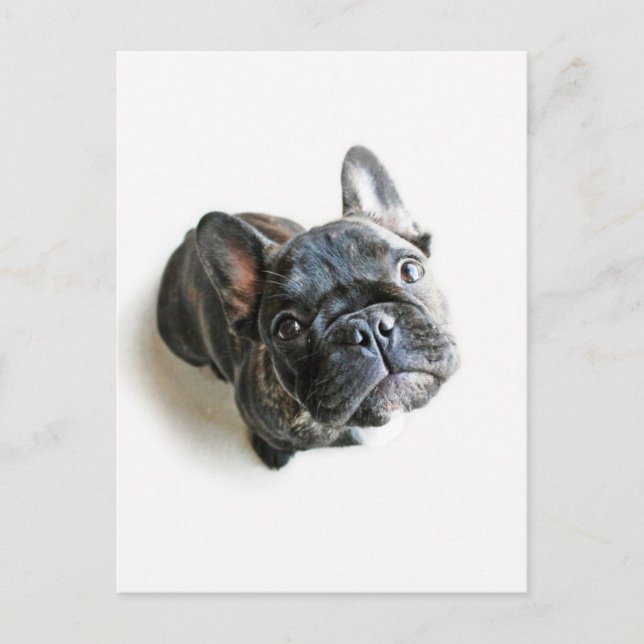 Bulldog Welpe Postkarte (Vorderseite)