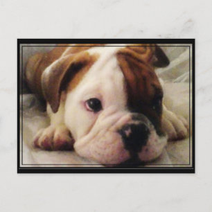 Bulldog Welpe Postkarte