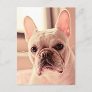 Bulldog Welpe Postkarte