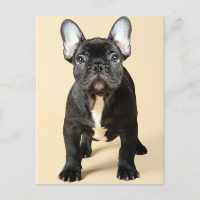 Bulldog Welpe Postkarte (Vorderseite)