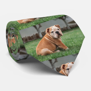 Bulldog-Welpe rot und weiß Krawatte
