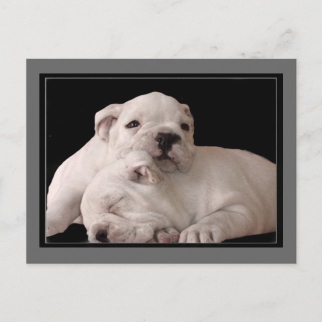 Bulldog Welpen Postkarte (Vorderseite)