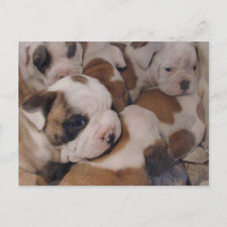 Bulldog Welpen Postkarte