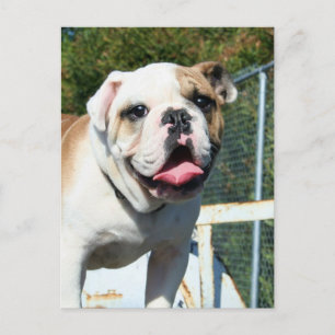 Bulldogard-Postkarte Postkarte