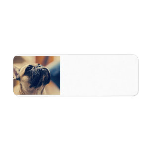 Bulldogge