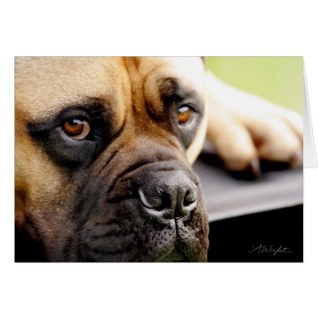 Bulldogge (Vorderseite (Horizontal))