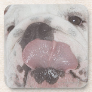 Bulldogge 2 untersetzer