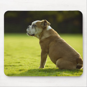 Bulldogge auf dem Gebiet Mousepad