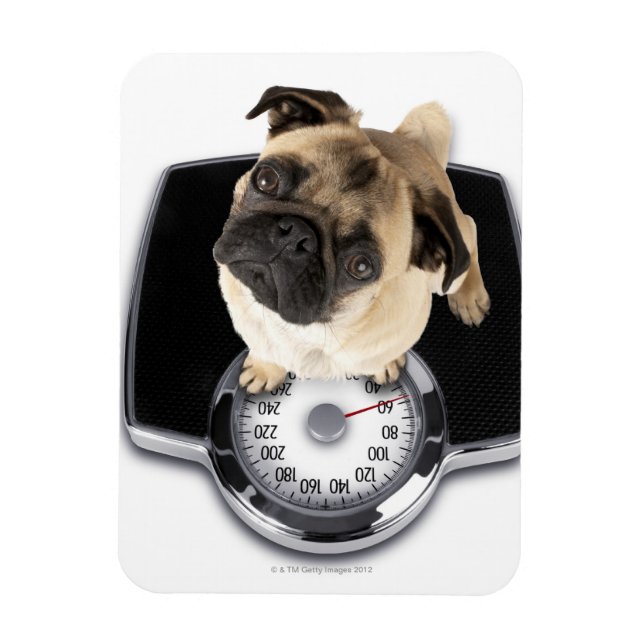 Bulldogge auf der Waage, der auf die Kamera schaut Magnet (Vertikal)