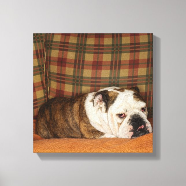 Bulldogge auf einem Sofa Leinwanddruck (Vorderseite)