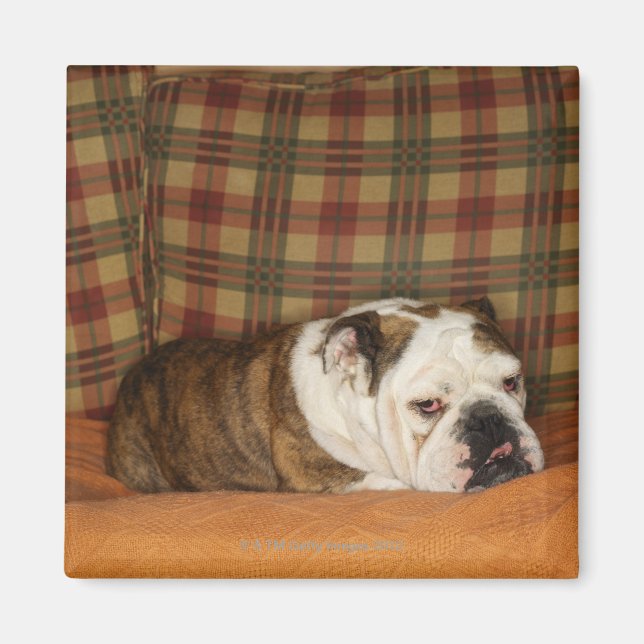 Bulldogge auf einem Sofa Magnet (Vorne)