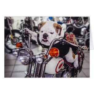 Bulldogge auf Motorrad