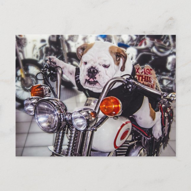 Bulldogge auf Motorrad Postkarte (Vorderseite)