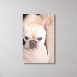 Bulldogge auf Sofa Leinwanddruck