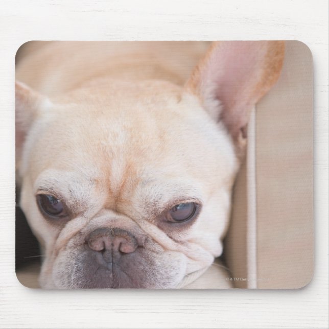 Bulldogge auf Sofa Mousepad (Vorne)