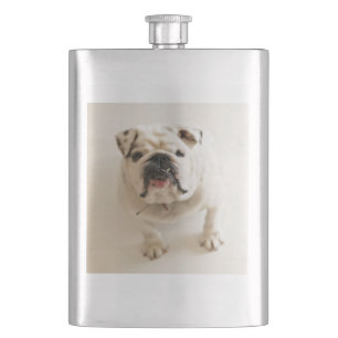 Bulldogge Flachmann